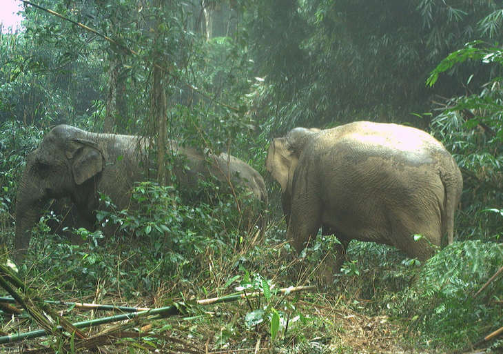 Hai con voi được phát hiện trong Vườn quốc gia Vũ Quang thông qua bẫy ảnh - Ảnh: C.T.