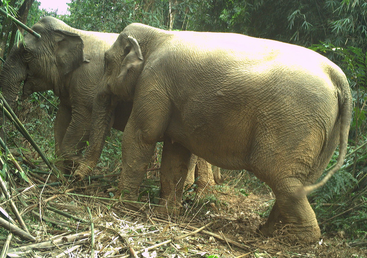 Hai con voi gồm 1 đực, 1 cái được phát hiện tại Vườn quốc gia Vũ Quang - Ảnh: C.T.