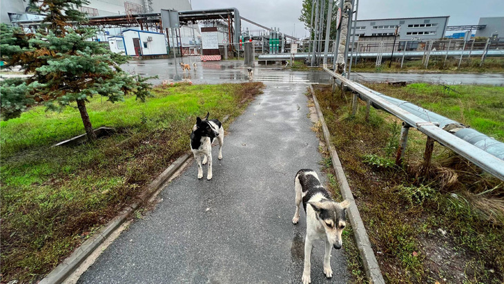 Bí ẩn bầy chó hoang vẫn sống, sinh con đẻ cái ở Chernobyl - Ảnh 1.