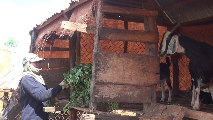 Hầu hết người dân huyện Chư Sê đều sống bằng nghề nông, dù họ cần mẫn, chịu khó đến mấy vẫn chưa thoát cảnh nghèo khó -Ảnh: TRẦN HƯỚNG