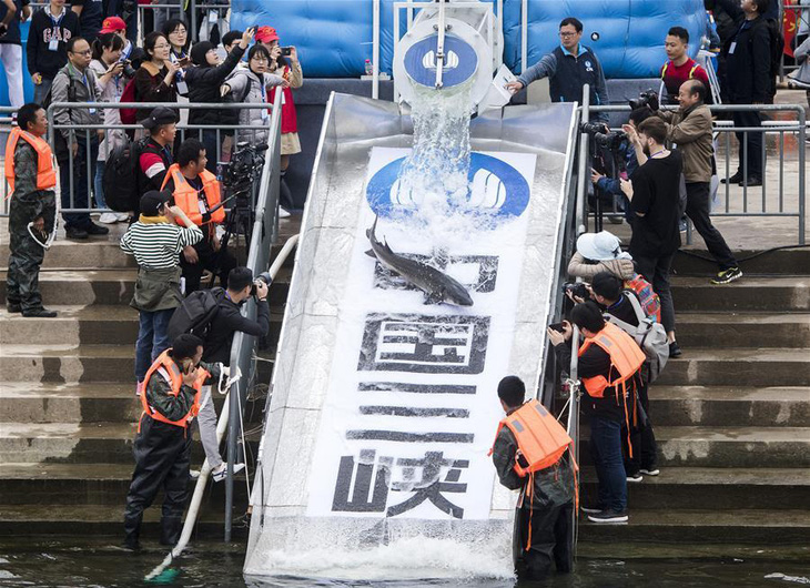 Trung Quốc thả lượng lớn cá quý hiếm xuống sông Dương Tử - Ảnh 1.