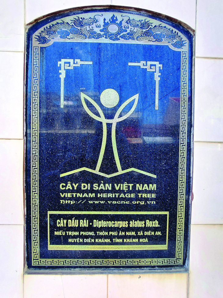 Bia công nhận Cây di sản Việt Nam.  Ảnh: PHAN SÔNG NGÂN