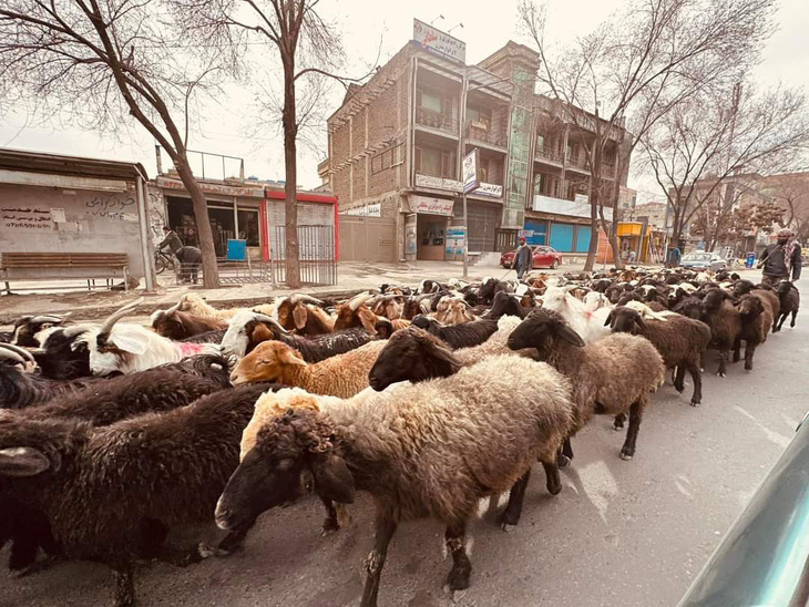 Đàn cừu đông đúc ngay trên phố Kabul - Ảnh: TRUNG NGHĨA