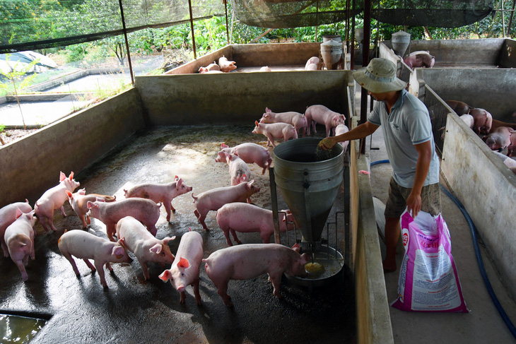 10.000 cơ sở chăn nuôi ở Đồng Nai sẽ bị kiểm tra về môi trường - Ảnh 1.