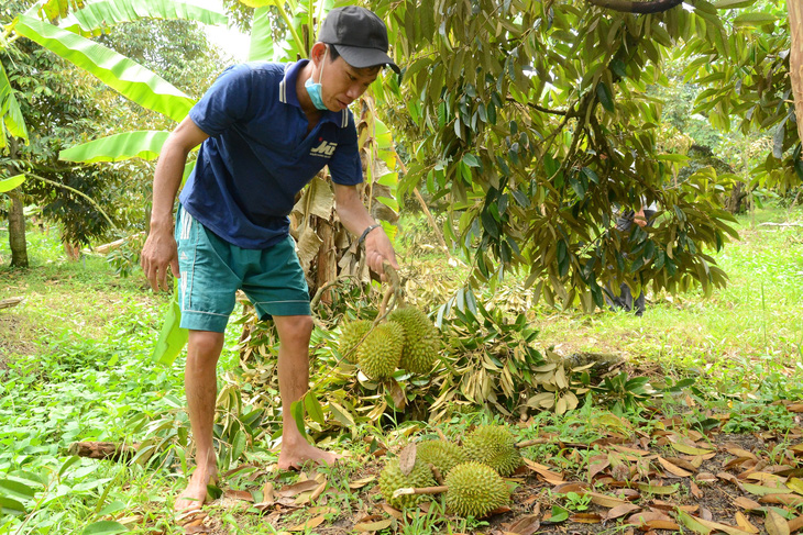 Người dân bán tháo sầu riêng giá 3.000 đồng/kg vì dông lốc - Ảnh 1.