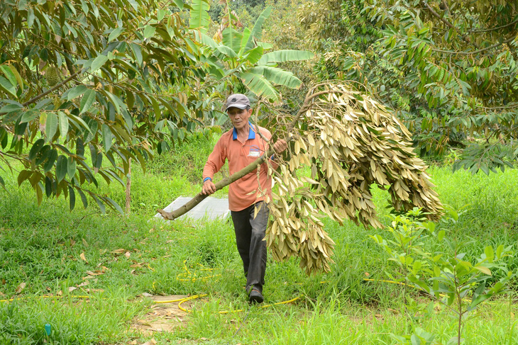 Người dân bán tháo sầu riêng giá 3.000 đồng/kg vì dông lốc - Ảnh 4.