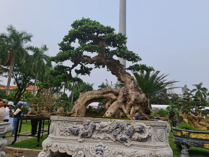 Đánh giá của những nghệ nhân, triển lãm sinh vật cảnh tại Quảng Ngãi quy tụ những cây bonsai cực đẹp, thuộc nhóm hiếm có - Ảnh: TRẦN MAI