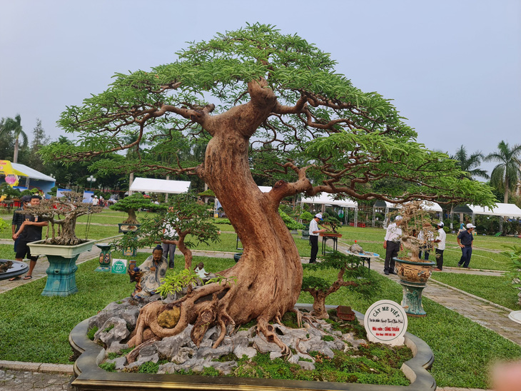 Sân vườn tươi tốt với Những cây cảnh bonsai đẹp 