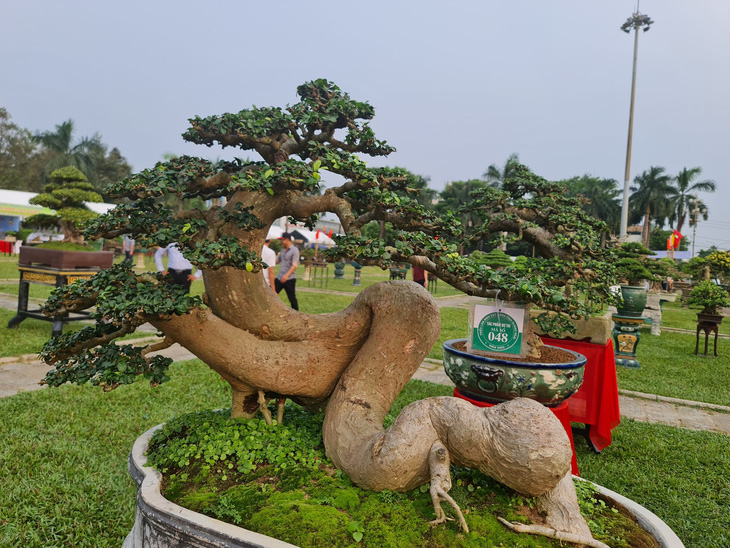Những cây cảnh, bonsai được mang đến triển lãm đều là những tác phẩm tâm huyết của nghệ nhân khắp cả nước - Ảnh: TRẦN MAI