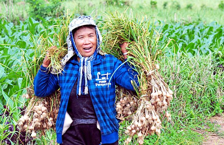 Nông dân Lý Sơn thu hoạch tỏi, đây là đặc sản thường xuyên bị làm nhái bán trên các mạng xã hội với giá chỉ bằng 30 - 40% giá tỏi chính gốc - Ảnh: TRẦN MAI