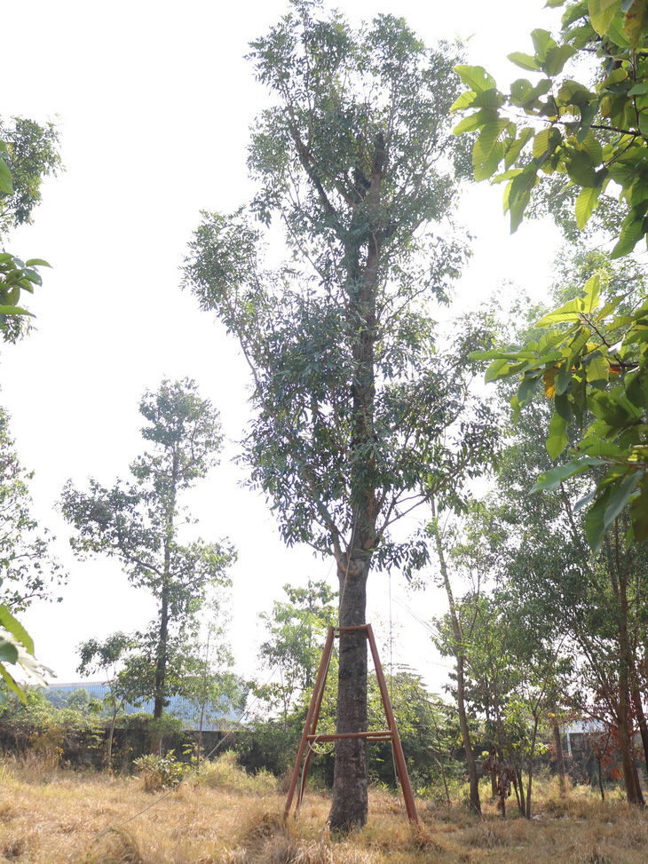 Một cây xanh từ đường Tôn Đức Thắng hồi sinh ở khuôn viên trường ĐH Nông Lâm TP.HCM. Ảnh: TRỌNG NHÂN