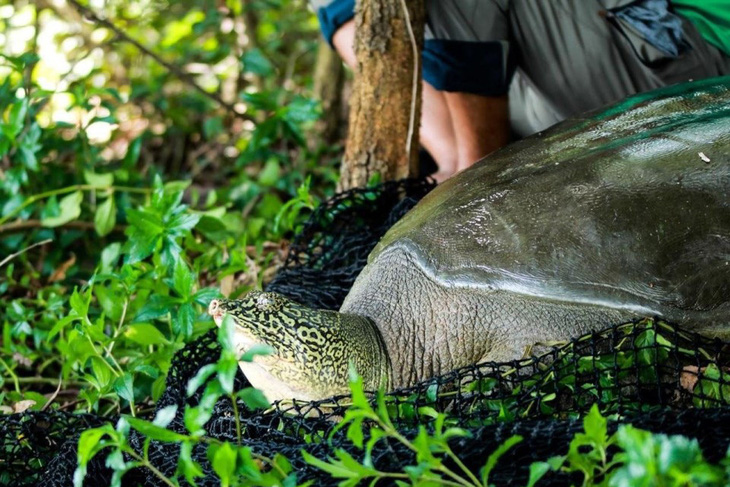 Rùa quý hiếm nhất thế giới nặng gần 100kg chết ở hồ Đồng Mô - Ảnh 1.