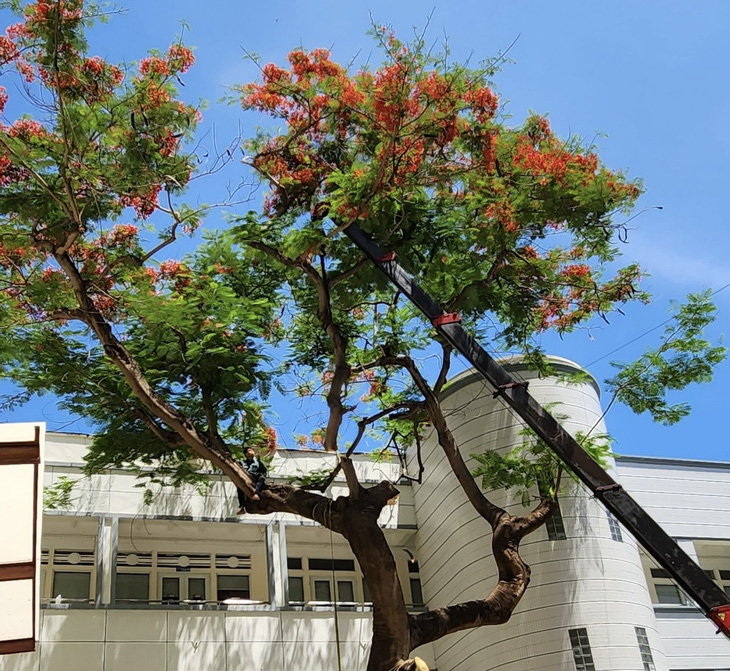 Ba cây phượng lớn ở Trường Bùi Thị Xuân đang trổ hoa nhưng ruột rỗng, hai người chui lọt - Ảnh 4.
