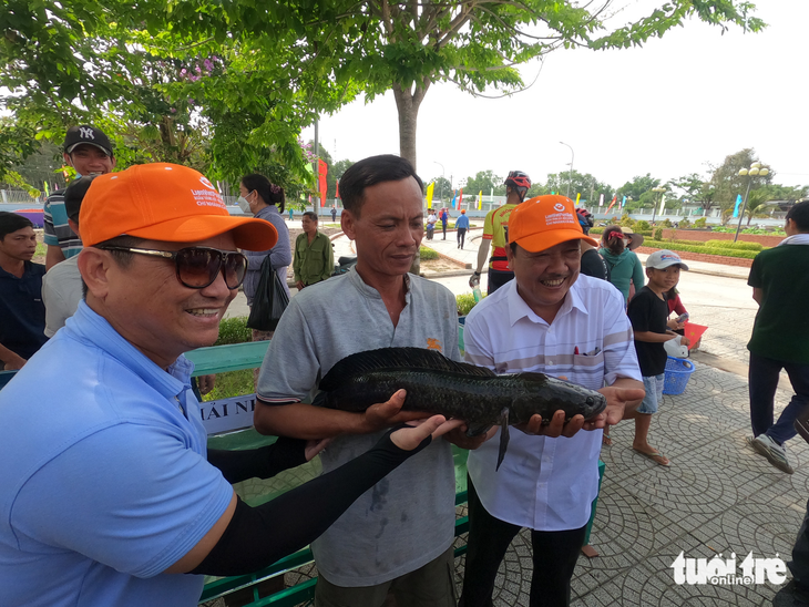 Đã tìm ra con cá lóc đồng to nhất rừng U Minh Hạ - Ảnh 1.