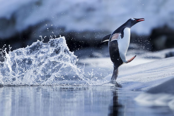 Ngày 25-4 hàng năm là Ngày chim cánh cụt thế giới, ngày để nhắc mọi người nhớ tới loài chim sống dưới nước đặc biệt này, nhất là trong bối cảnh biến đổi khí hậu và một số nguyên nhân khác đang đe dọa môi trường sống và nguồn thức ăn của chúng. Trong hình, một con chim cánh cụt gentoo đang nhảy nước ở đảo Wiencke tại Nam Cực - Ảnh: GETTY