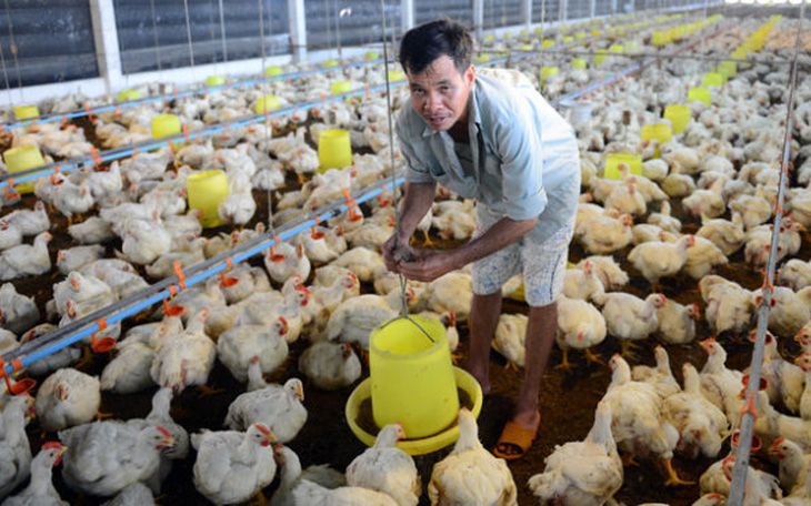 Gà đông lạnh nhập ồ ạt, gà loại thải Thái Lan "đi bộ" vào Việt Nam, chăn nuôi trong nước thất thế