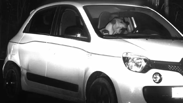 Chó lái xe trong ảnh phạt nguội, cảnh sát bối rối - Ảnh 1.