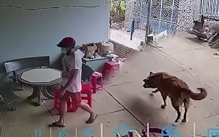 Chú chó vẫy đuôi mừng khi thấy trộm vào nhà
