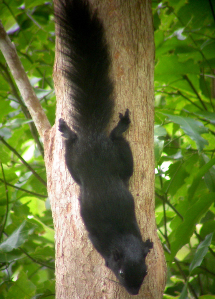 Ngắm động vật quý hiếm ở Vườn quốc gia Côn Đảo - Ảnh 10.