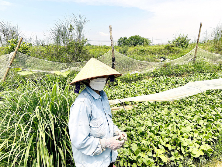Người dân huyện Mê Linh (Hà Nội) trồng rau cạnh khu đất nông nghiệp được thu hồi từ hơn 10 năm trước nhưng đến nay vẫn bỏ hoang - Ảnh: QUANG THẾ