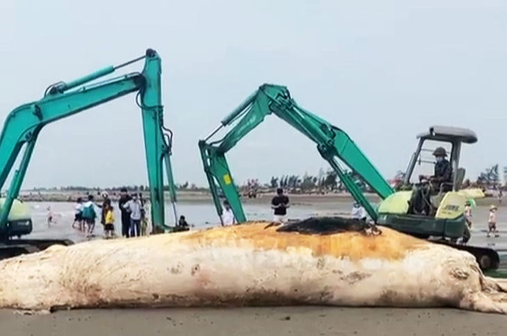 Xác cá voi dài gần 10m dạt vào bờ biển Nam Định - Ảnh 1.