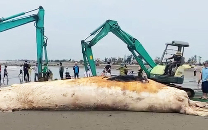 Xác cá voi dài gần 10m dạt vào bờ biển Nam Định