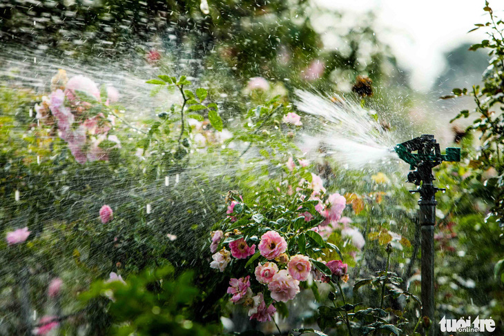 Nghề trồng hoa ở Mê Linh hình thành cách đây hơn 20 năm, đặc biệt nghề trồng hoa hồng hiện mang lại hiệu quả kinh tế khá cao cho người dân nơi đây cũng như tạo dựng thương hiệu hoa hồng Mê Linh cho thủ đô Hà Nội - Ảnh: DANH KHANG
