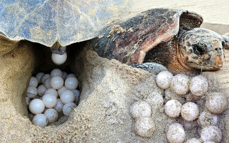 Loài rùa quý hiếm sống sót nhờ... biến đổi khí hậu - Ảnh 1.