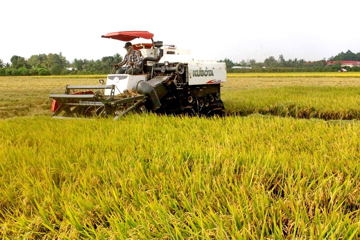 Hợp tác xã Khiết Tâm (TP Cần Thơ) thực hiện dịch vụ thu hoạch lúa - Ảnh: V.T.