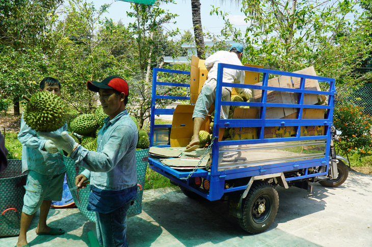 Sầu riêng giảm giá vì... khắp nơi đều có