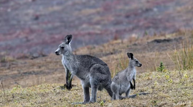 Úc lại băn khoăn khi kangaroo quá đông đúc - Ảnh 1.