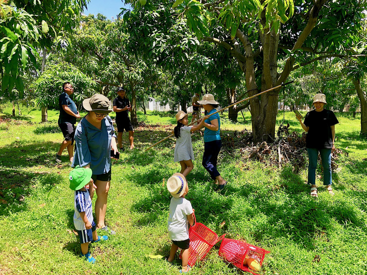 Doanh nghiệp kết nối, tour vườn xoài Khánh Hòa hút khách - Ảnh 2.