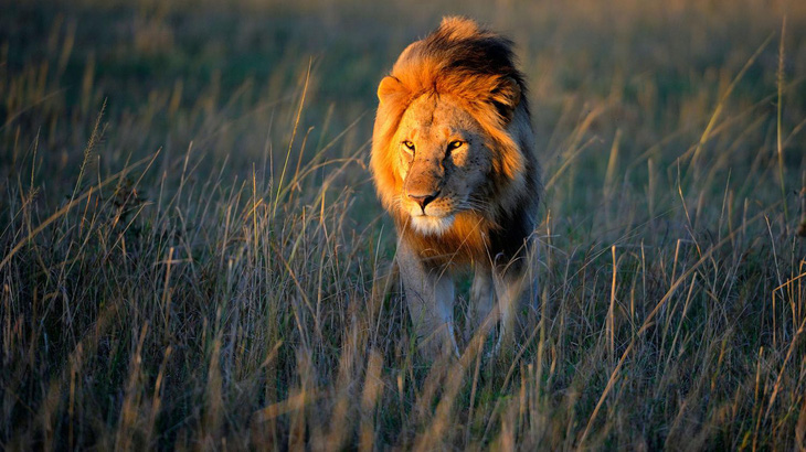 Tranh cãi vụ 6 con sư tử bị giết vì tấn công chó, dê - Ảnh 1.