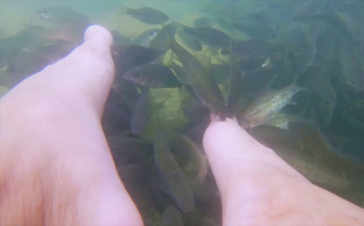 Những con cá massage mang đến trải nghiệm thú vị cho du khách - Ảnh: T. THẮNG