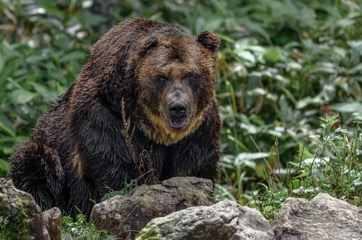Hình ảnh gấu nâu được ghi nhận ở ngoài thiên nhiên thuộc tỉnh Hokkaido, Nhật Bản - Ảnh: SHUTTERSTOCK