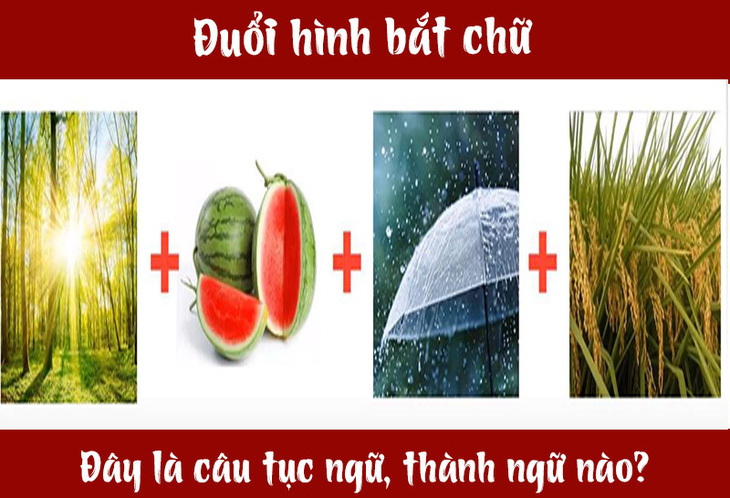 Câu tục ngữ, thành ngữ khó nhằn này là gì? (P13) - Ảnh 7.