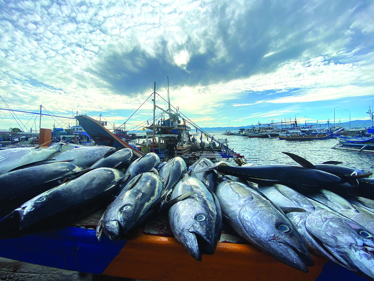 Một mẻ cá ngừ được tại cảng cá thành phố General Santos ở miền nam Philippines, ngày 9-8-2022. Ảnh: benarnews.org