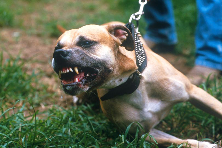 Việt Nam cần có luật cụ thể về nuôi chó dữ như pitbull - Ảnh 1.