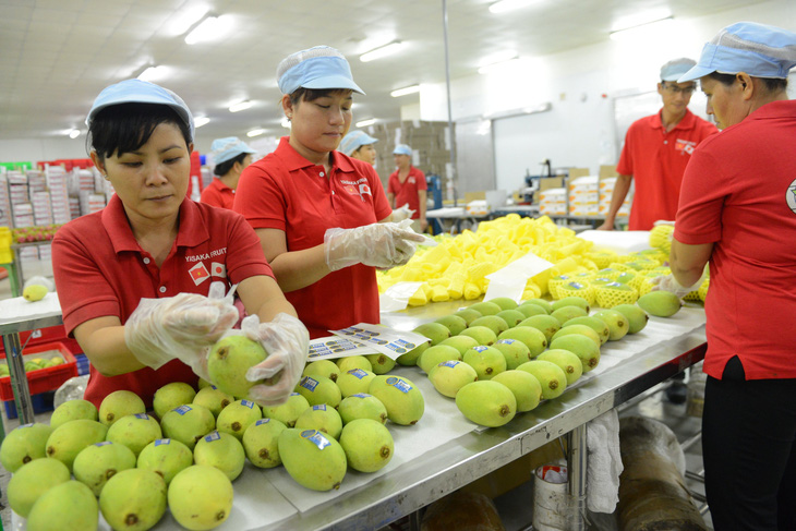 Chế biến và đóng gói trái cây xuất khẩu tại Công ty TNHH chế biến trái cây Yasaka, tỉnh Bình Dương - Ảnh: Q.ĐỊNH