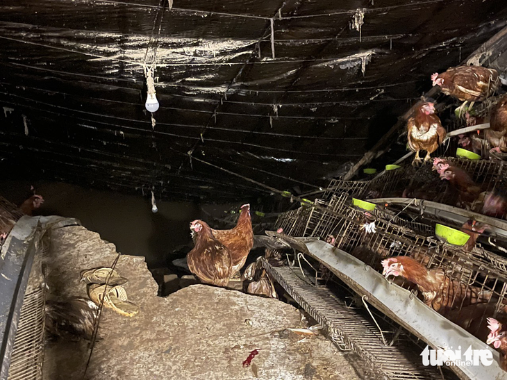 Sạt lở làm chết khoảng 10.000 con gà, thiệt hại hơn 5 tỉ đồng - Ảnh 3.