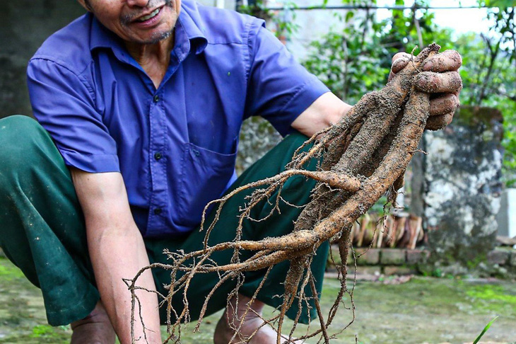 Mách nhau trồng sâm nam, cây chưa ra củ đã thu tiền tỉ - Ảnh 2.