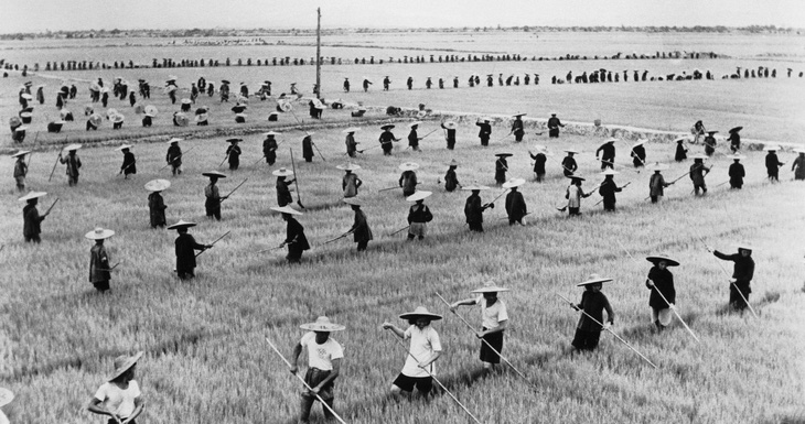 Cánh đồng lúa ở Quảng Đông năm 1958. Ảnh: The New York Times
