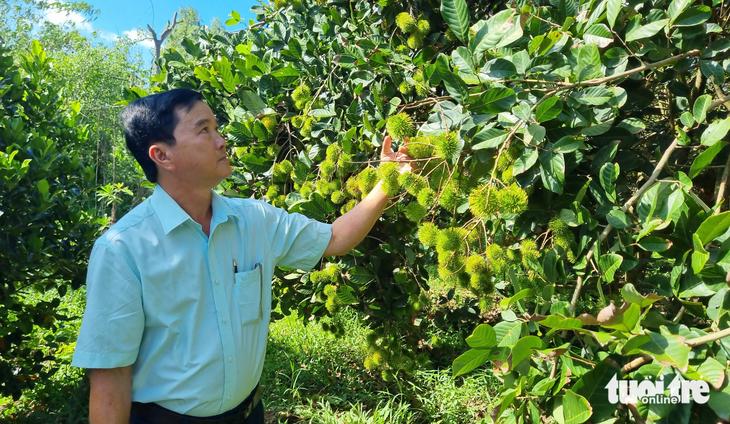 Giá mít, chôm chôm giảm 3-5 lần, nông dân chật vật tìm đầu ra - Ảnh 2.