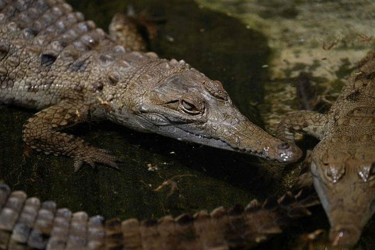 Người nuôi bị bầy cá sấu 40 con cắn chết - Ảnh 1.