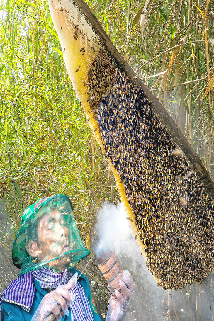 Tổ ong trên kèo đang được dân U Minh lấy - Ảnh: NGUYỄN THANH DŨNG