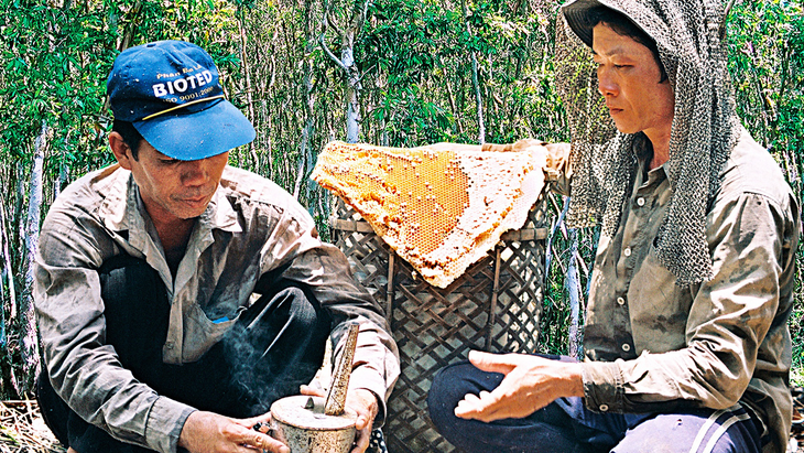 Gác kèo ong - chuyện cổ tích có thật ở rừng U Minh - Kỳ 3: Bí quyết săn mật ong rừng U Minh - Ảnh 1.