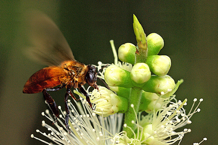 Con ong khoái ưa thích mật và phấn hoa tràm - Ảnh: NGUYỄN THANH DŨNG