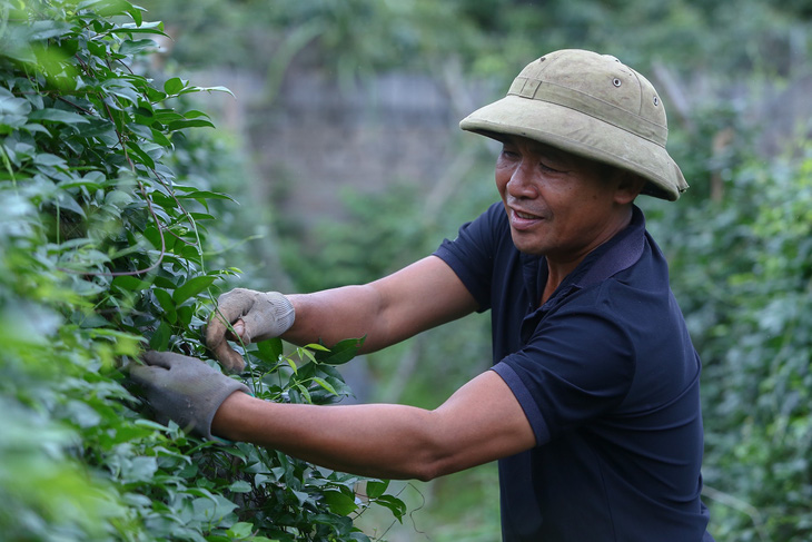 Người nông dân chơi sang, mang cây sâm nam cho gà ăn - Ảnh 3.