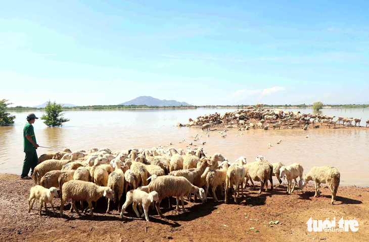 Đàn cừu hơn 200 con của gia đình anh Thái Văn Sang được “giải nhiệt” trong lòng hồ Thành Sơn - Ảnh: DUY NGỌC