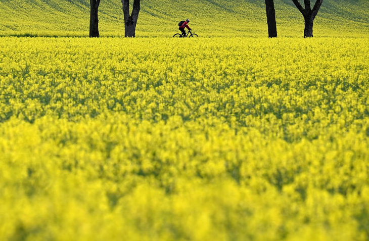 Tay máy Christof Stache đã chọn một góc máy cố tình bất cân xứng để thấy người đạp xe như chìm giữa biển hoa vàng rực trên con đường gần ngôi làng nhỏ Schoengeising thuộc vùng Bavaria nước Đức. Những ngày tháng 5 này, nhiều cánh đồng ở đây rực rỡ sắc vàng - Ảnh: AFP